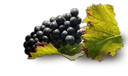 Grappe